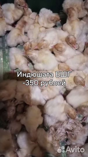 Цыплята суточные