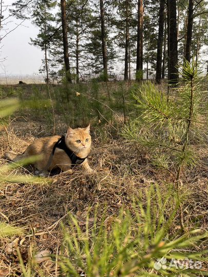 Ищем котика шотландца для вязки