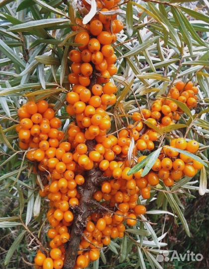 Облепиха Афина 1 шт