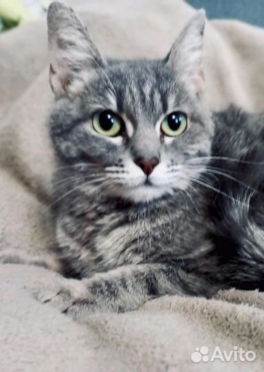 Кошка