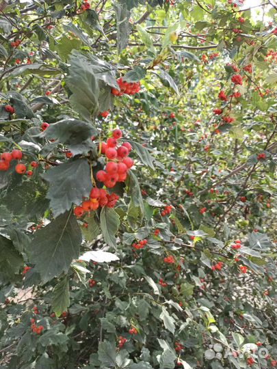 Боярышник плоды(литр)