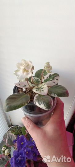 Сортовые цветущие фиалки