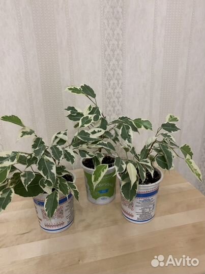 Фикус бенджамина разных разновидностей
