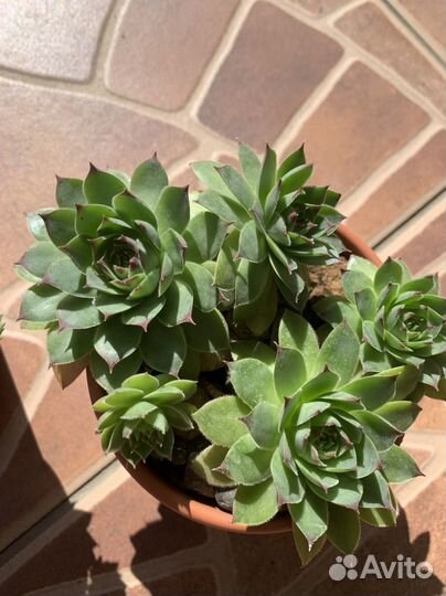 Каменная роза (молодило)