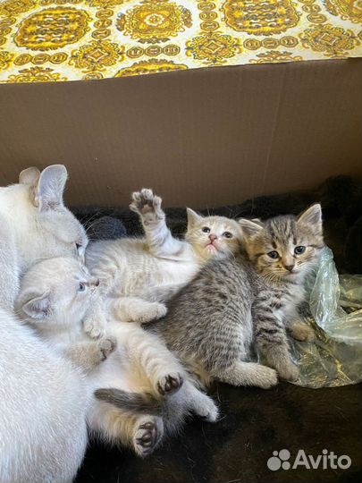 Кошки