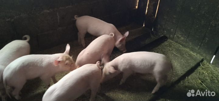 Поросенок ландрас