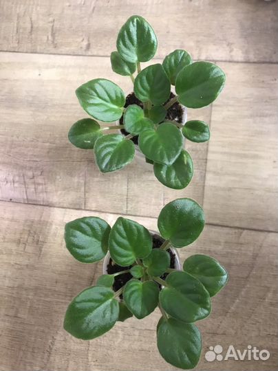 Фиалка химера DS-Лавандовая сказка