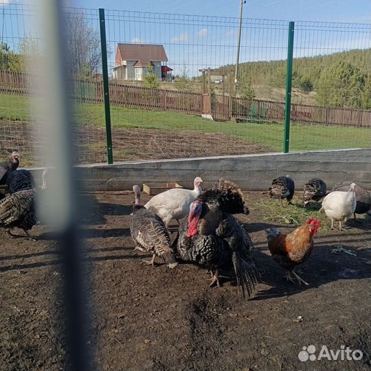 Индюк на племя