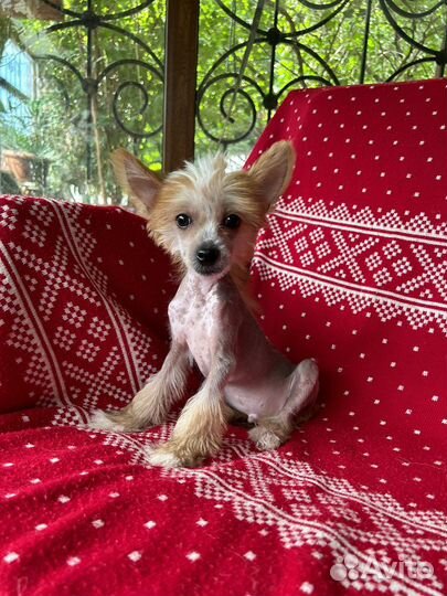 Китайская хохлатая