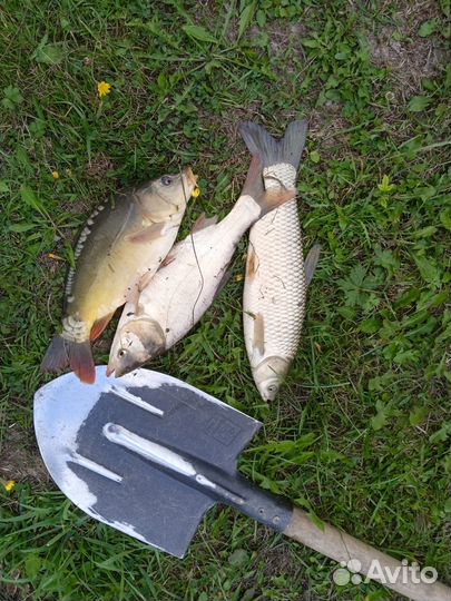 Рыба в пруд для зарыбления