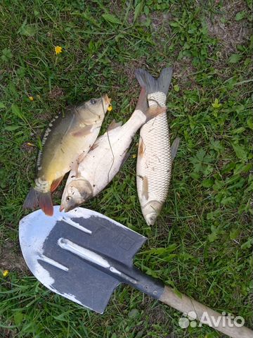 Рыба в пруд для зарыбления