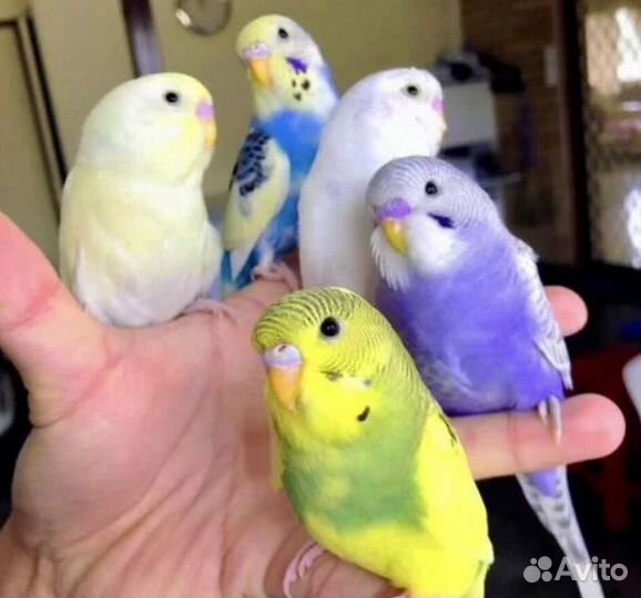 Волнистый попугай ручной