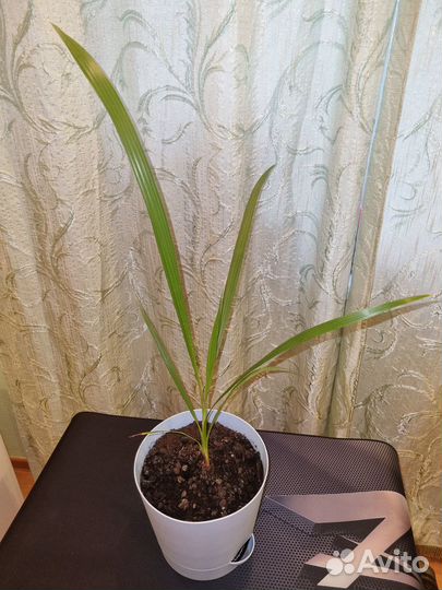 Финик Канарский