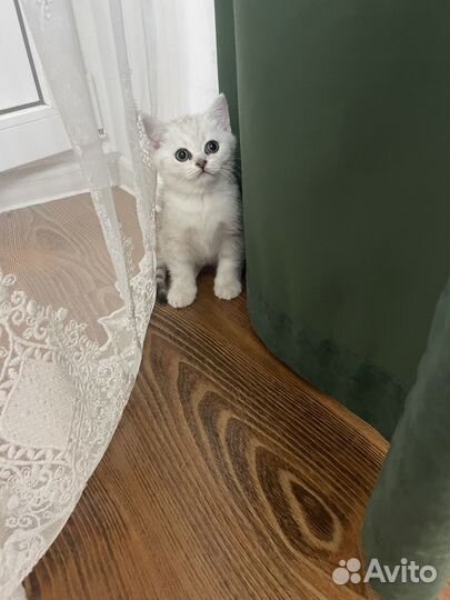 Шотландские котята