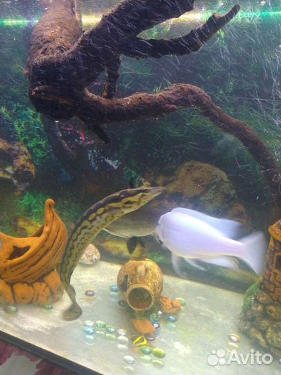 Аквариум + рыбки