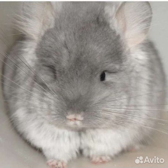 Шиншилла мальчик ангора