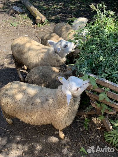 Ярочки, бараны, тексель голландский