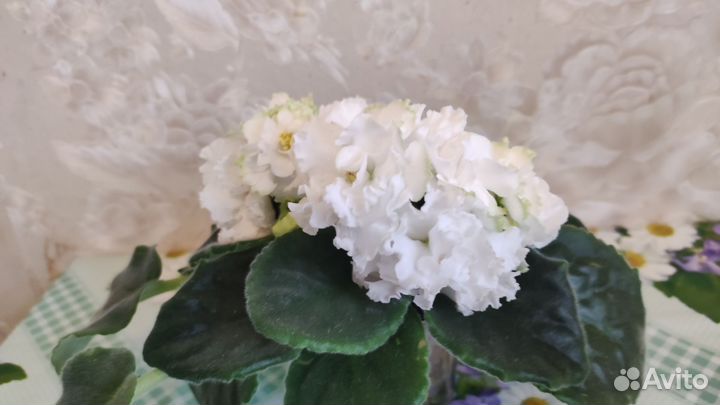 Фиалка белая