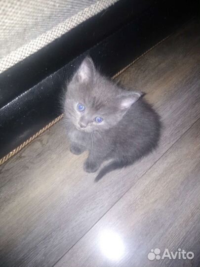 Котята