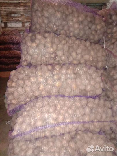 Семенной картофель