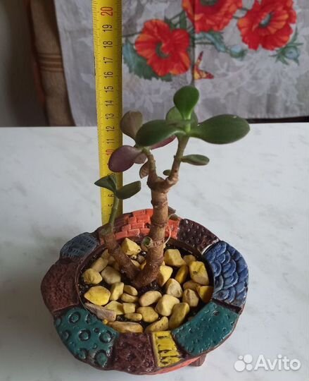 Денежное дерево