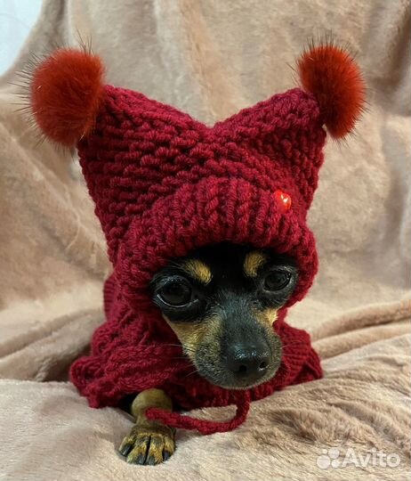 Одежда для собак