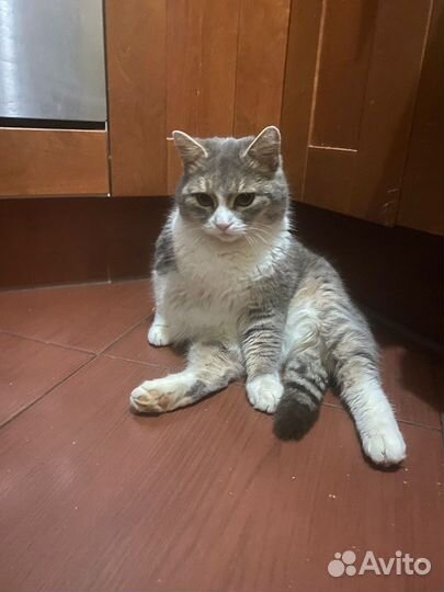 Отдам в добрые руки кошку