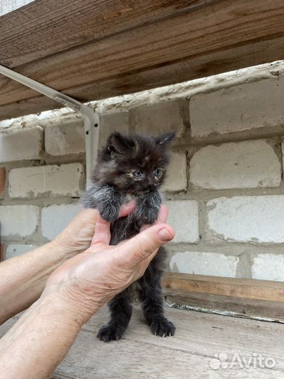 Отдам в добрые руки