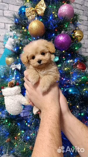 Щенки Pomapoo(помапу)