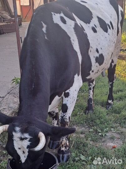 Крупный рогатый скот