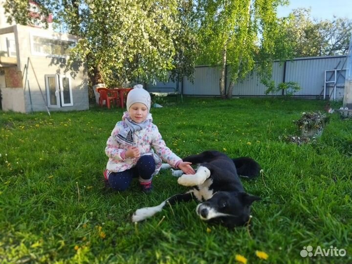 Собака в добрые руки