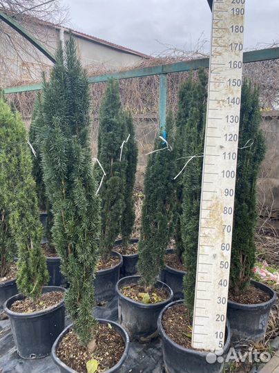 Тис шар,ягодный фастигиат,хилли,хикси,репандерс