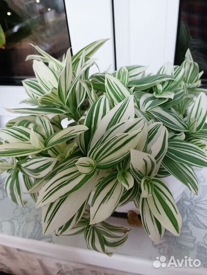 Традесканция белая