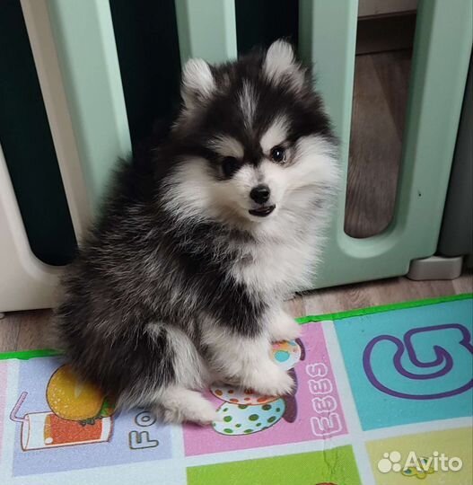 Фенди помски f2