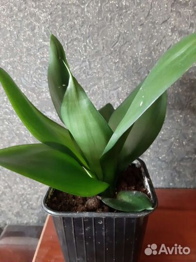 Сансеверия