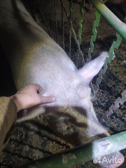 Продам хряка