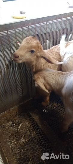 Козлята, родились 7 марта