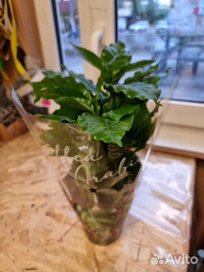Коффея (арабика)комнатные растения