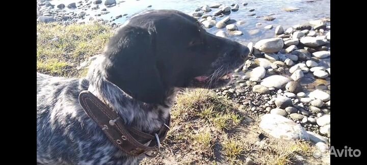 Отдам курцхаар