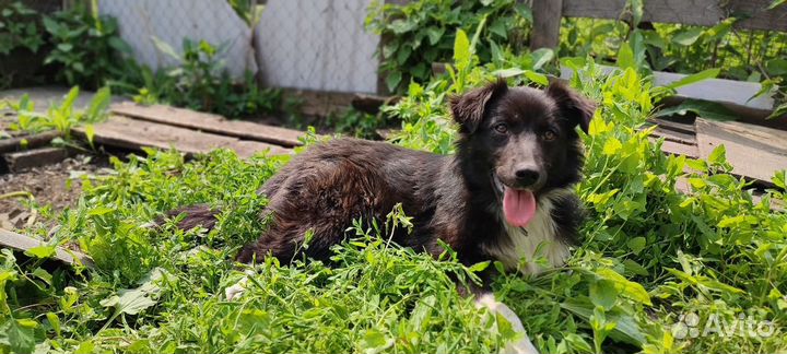 Собака в добрые руки