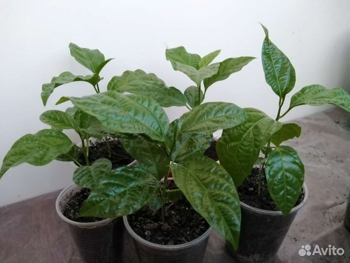 Маракуйя, пассифлора, растение