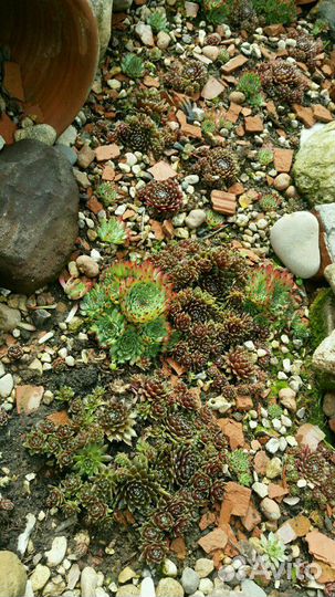 Молодило(каменная роза)