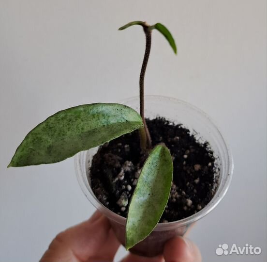 Хойя Grey ghost, Verticillata actuta variegata