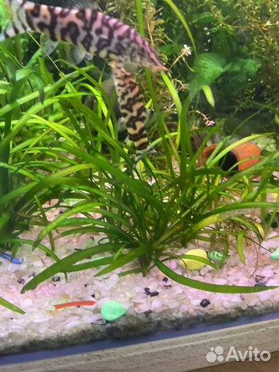 Боция мраморная