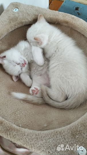 Кошки в добрые руки