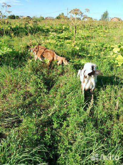 Англо нубийские козы дойные