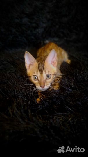 Бенгальский котенок