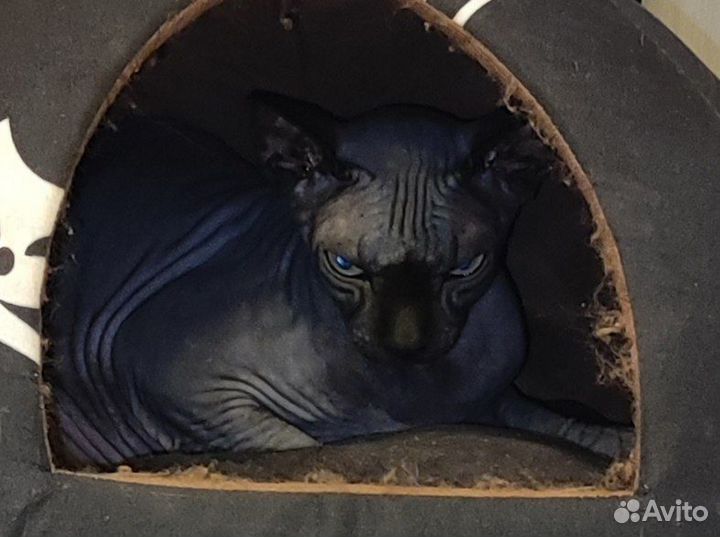 Канадский сфинкс девочка