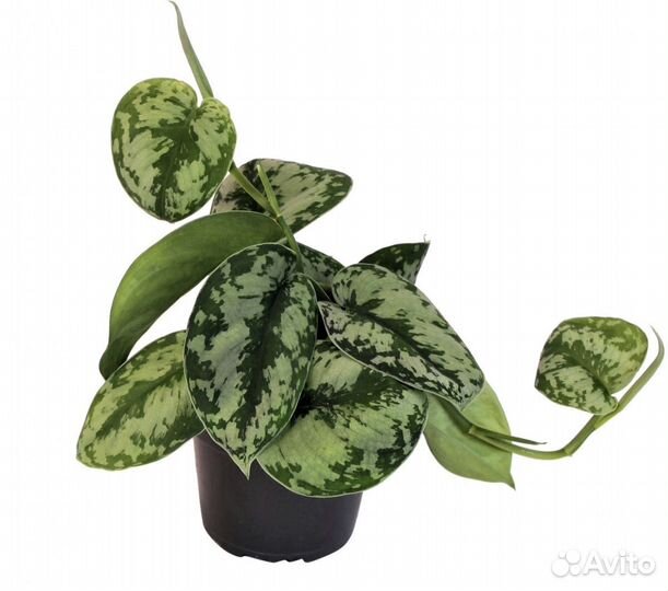 Сингониум,сциндапсус,традесканция