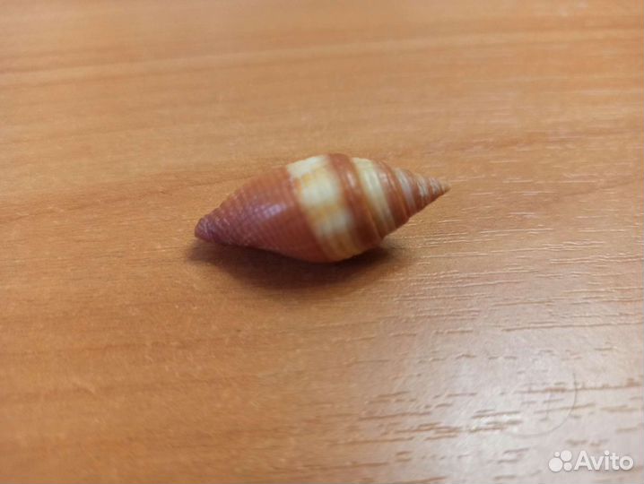 Морская раковина